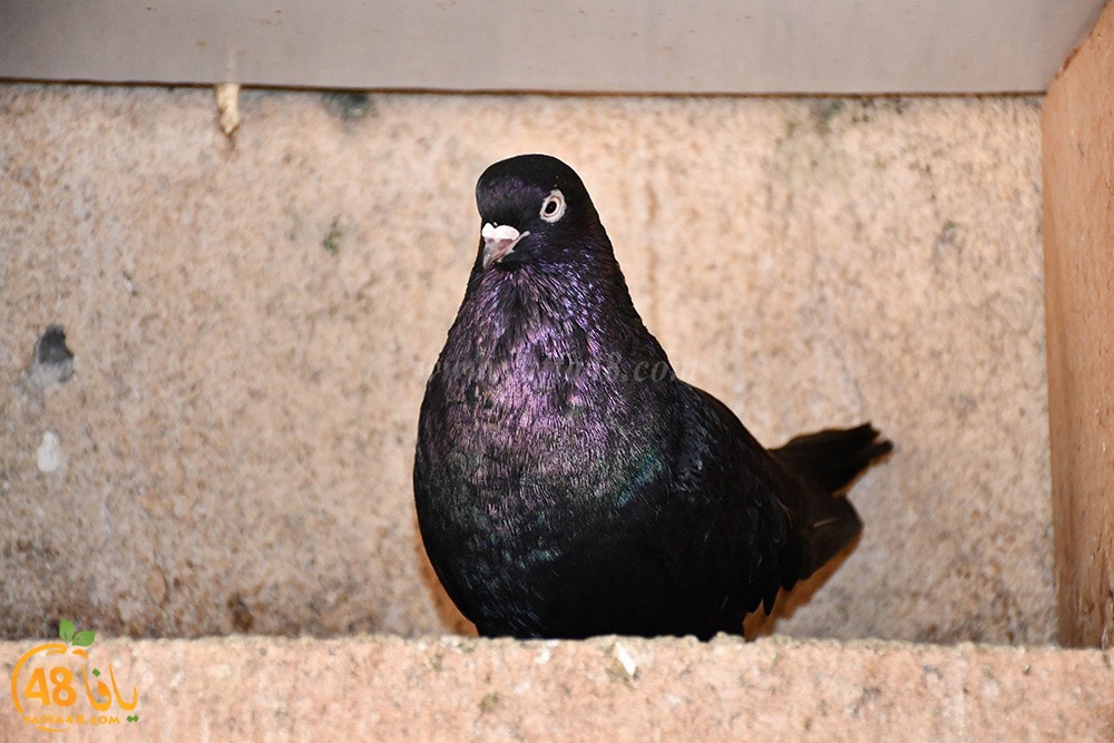 zohdi 3ashoor (33).jpeg